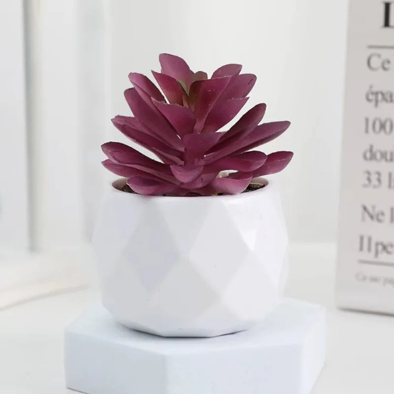 Mini Succulent Bonsai Set