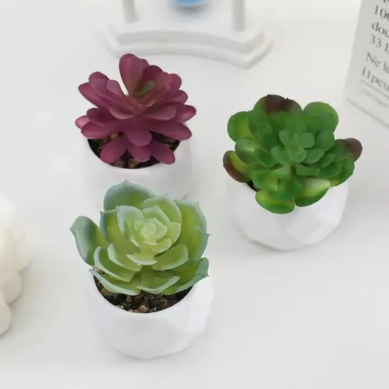 Mini Succulent Bonsai Set
