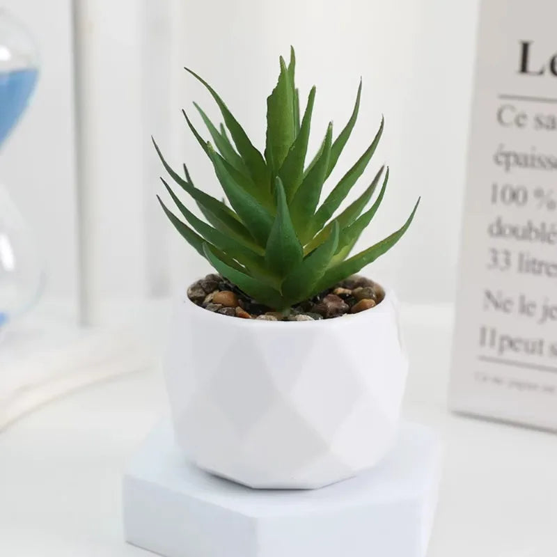 Mini Succulent Bonsai Set