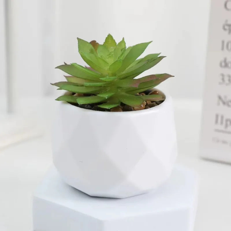 Mini Succulent Bonsai Set