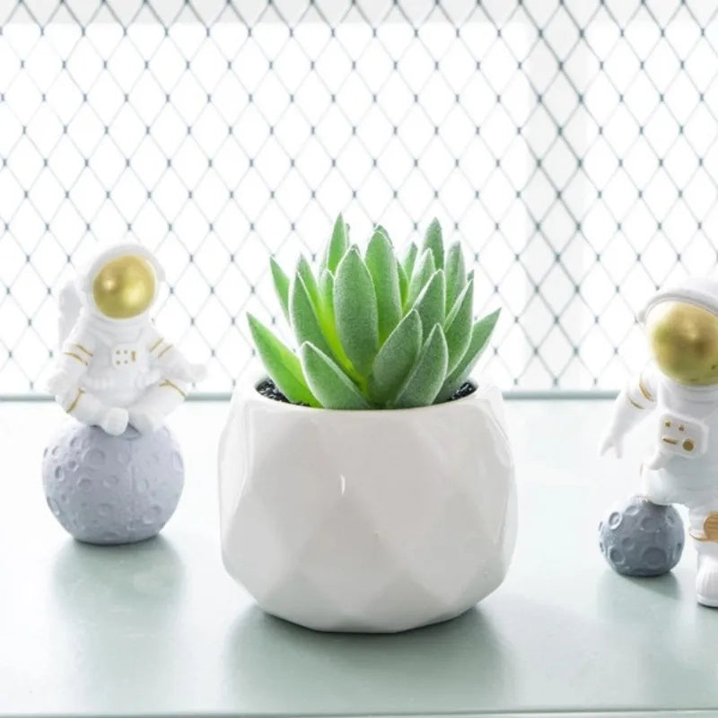 Mini Succulent Bonsai Set