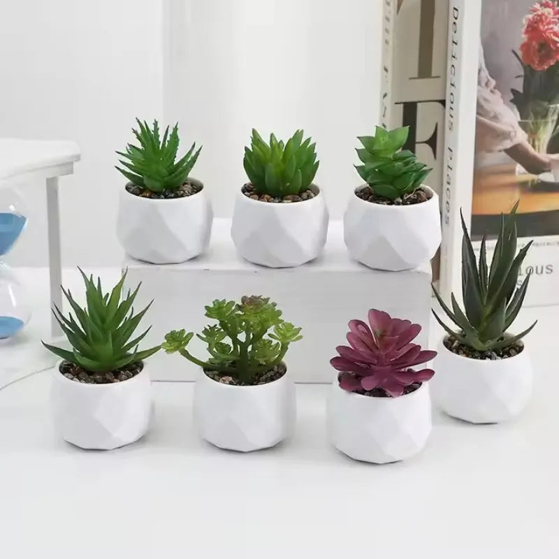 Mini Succulent Bonsai Set