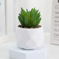 Mini Succulent Bonsai Set