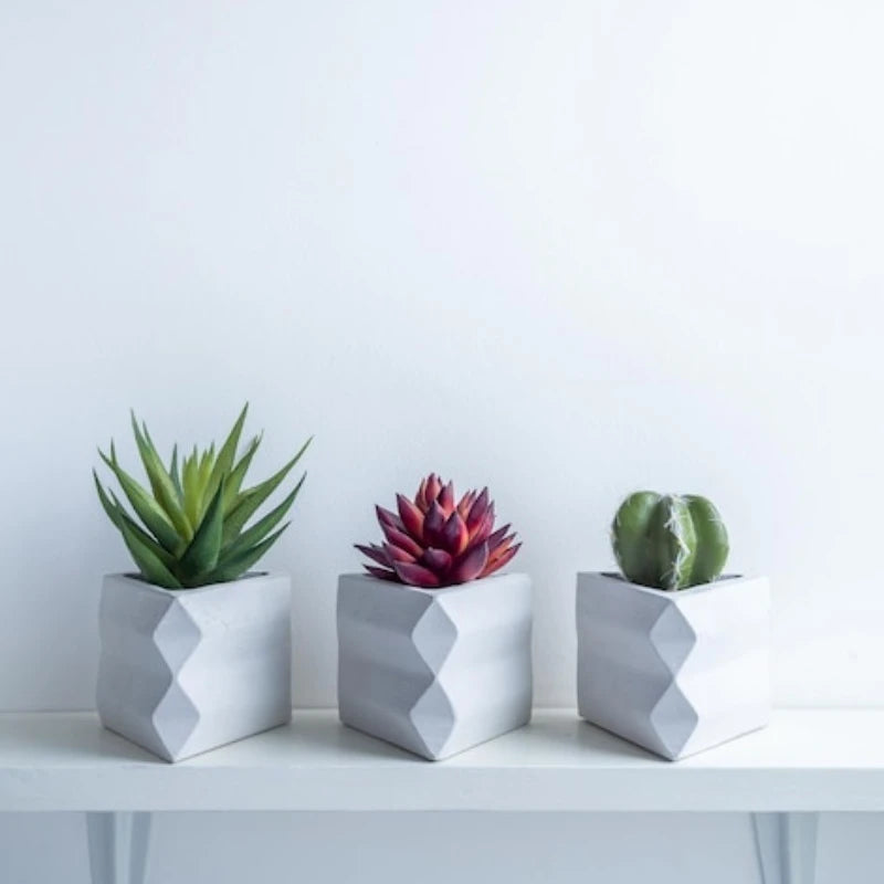 Mini Succulent Bonsai Set