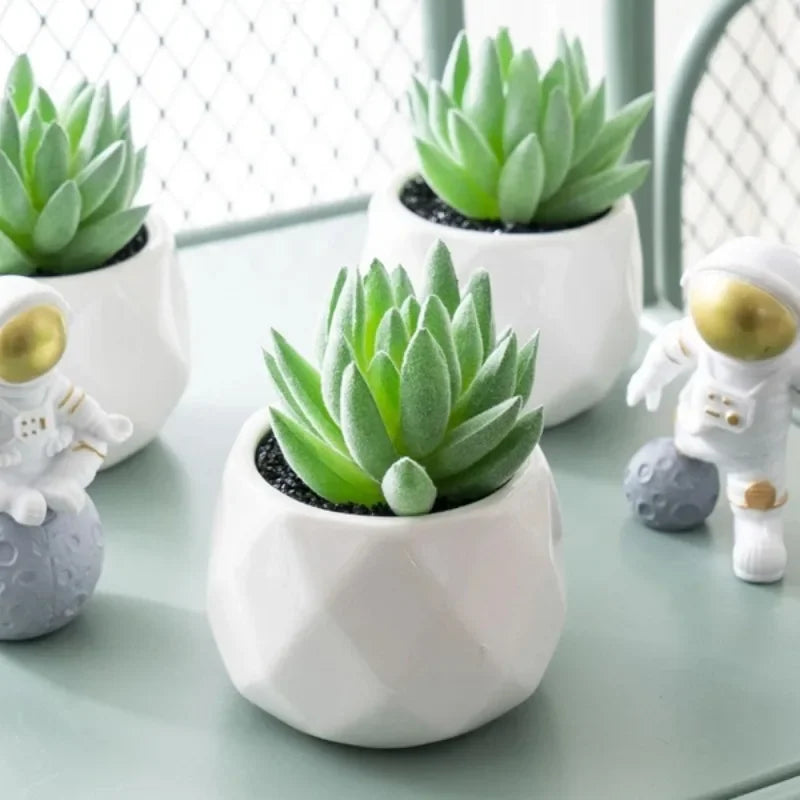 Mini Succulent Bonsai Set